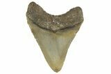 Serrated, Fossil Megalodon Tooth - North Carolina #342191-1